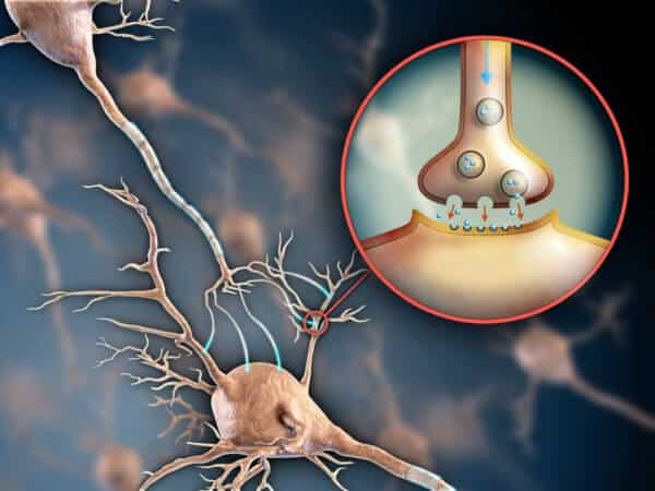 Graphic of neuron with enlargment of neurotransmitters in the synaptic cleft